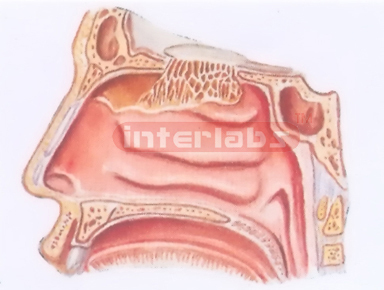 HUMAN OLFACTORY REGION MODEL